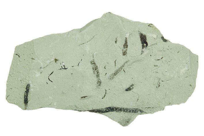 Plate of Silurian Fossil Algae (Kalania) Fossils - Estonia #369706